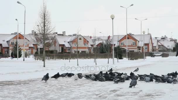 Switchgrass Park'ta yemek güvercinler sürüsü — Stok video