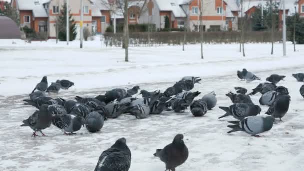Manada de palomas comiendo pasto en el parque — Vídeo de stock