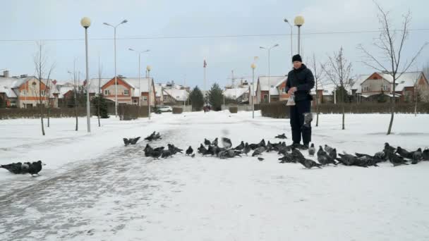 Człowiek, karmienie duże stado gołębi w parku w zimie — Wideo stockowe