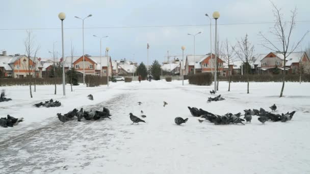 Troupeau de pigeons mangeant de l'herbe de aiguillage dans le parc — Video