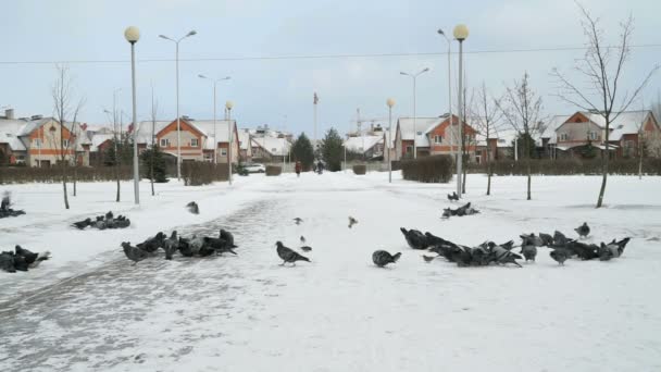 Switchgrass Park'ta yemek güvercinler sürüsü — Stok video