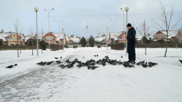 Uomo alimentazione grande stormo di piccioni in parco in inverno — Video Stock