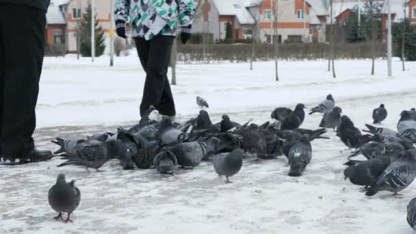 Les gens nourrissant un grand troupeau de pigeons dans le parc — Video