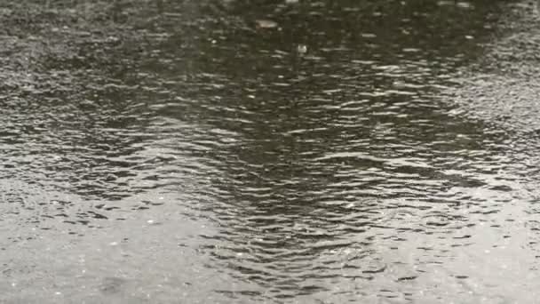 Wet asphalt. It rains. Close-up — Stock Video