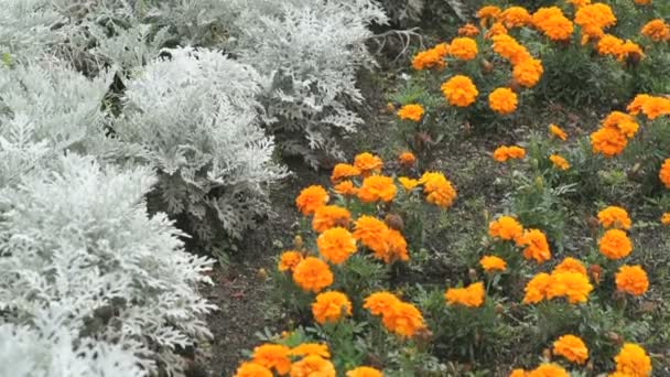 Orange chrysanthemums at the garden in summer — Stock Video