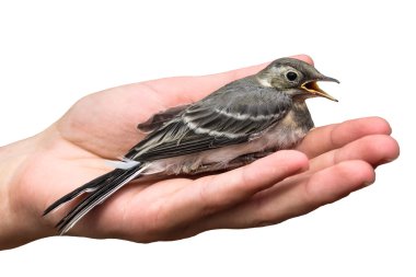 yaralı kuş ağaç incir kuşu elinde beyaz arka plan üzerinde izole. Anthus trivialis. yutmak