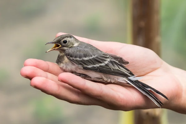 Schöner Baumpiepvogel mit offenem Schnabel in der Hand der Frau — Stockfoto