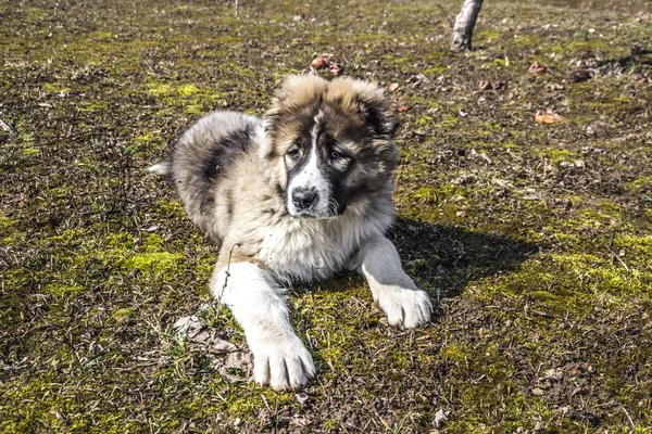 Hermoso perro pastor caucásico esponjoso está tirado en el suelo —  Fotos de Stock