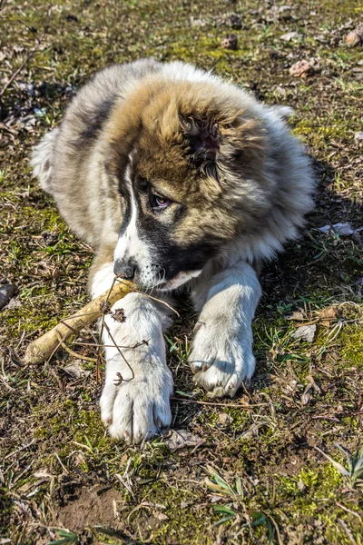 Pelucheux caucasien berger chien est couché sur le sol — Photo