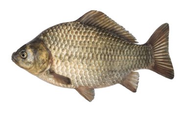 raw fish crucian carp isolated on the white background, isolated clipart
