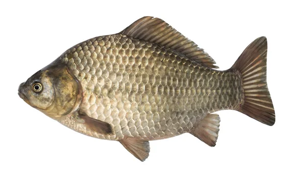Pește crud crap crucian izolat pe fundal alb, izolat — Fotografie, imagine de stoc