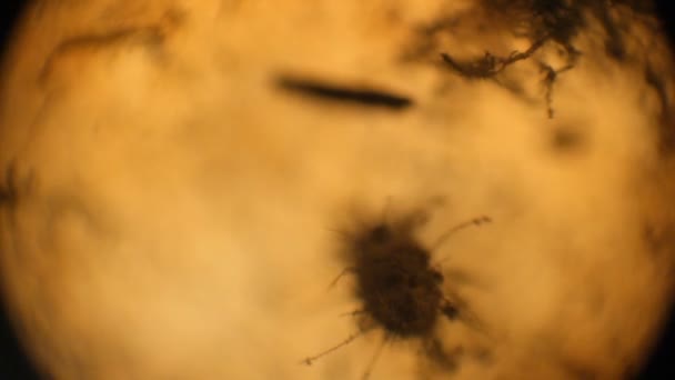 Microbe se déplace sous le microscope. Les bactéries dans la pomme pourrie, vue au microscope — Video