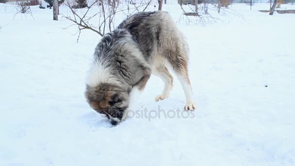 Cão grande e bonito (cão pastor caucasiano) cavar um buraco, virou de um lado para o outro, deitado na neve no inverno . — Vídeo de Stock