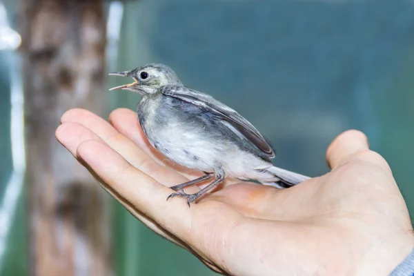 Schöner Baumpiepvogel mit offenem Schnabel in der Hand — Stockfoto