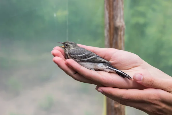 Schöner Baumpiepvogel mit offenem Schnabel in Frauenhänden — Stockfoto