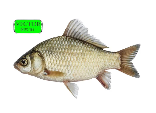 Peixe cru fresco isolado no fundo branco com caminho de recorte — Vetor de Stock