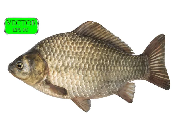 Fresh raw fish crucian carp isolated on white background. Vector Royalty Free Stock Illustrations