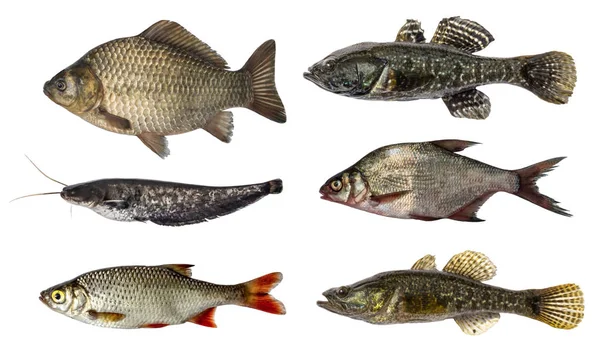 Набір свіжої сирої риби ізольовані на білому тлі — стокове фото