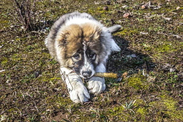 Fluffy Caucasian shepherd dog is lying on the ground and gnawing the stick