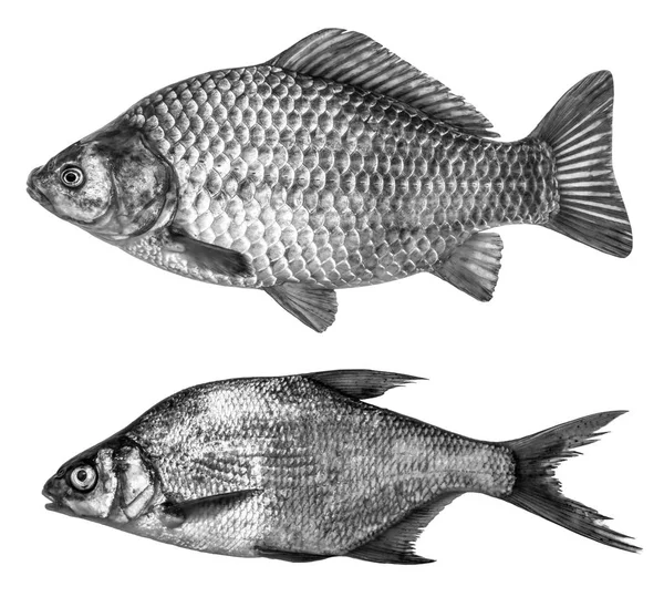 Set Fische in schwarz-weißen Farben, isoliert auf weißem Hintergrund — Stockfoto