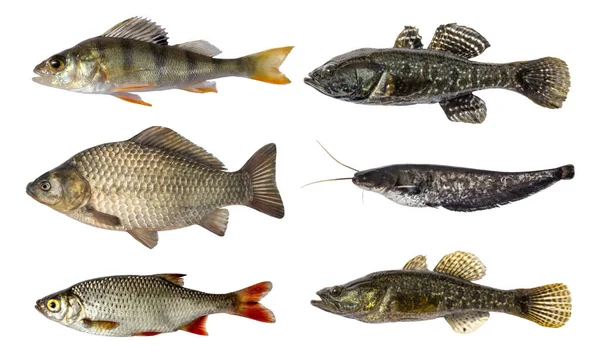 Conjunto de peixes isolados sobre fundo branco — Fotografia de Stock