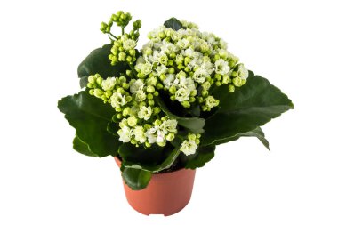 Beyaz arka plan üzerinde izole saksının içinde aranjmani calandiva (beyaz çiçekler)