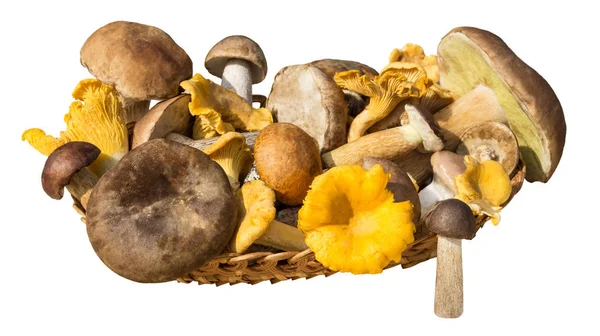 Olika svampar i korg isolerad på vit bakgrund — Stockfoto