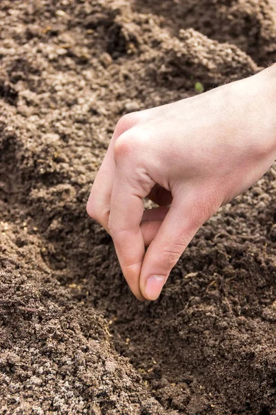 Plantación de semillas de zanahoria — Foto de Stock