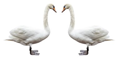 izole kuş beyaz kuğu yan görünüm.