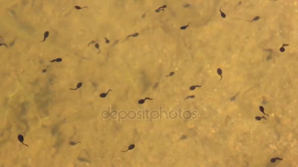 Tadpoles of frogs swimming in a pond — Stock Video