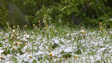 Minsk, Beyaz Rusya, kar Falls dandelions üzerinde Mayıs ayında yağıyor