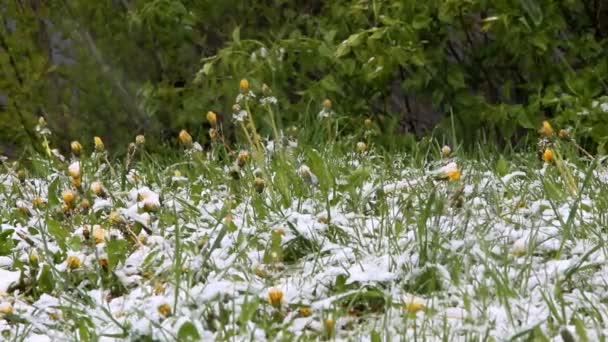 Salju turun di bulan Mei di Minsk, Belarus, salju turun di dandelion — Stok Video