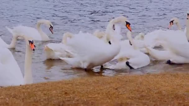 Cygne affamé attendant la nourriture et essayant de picorer les autres cygnes — Video