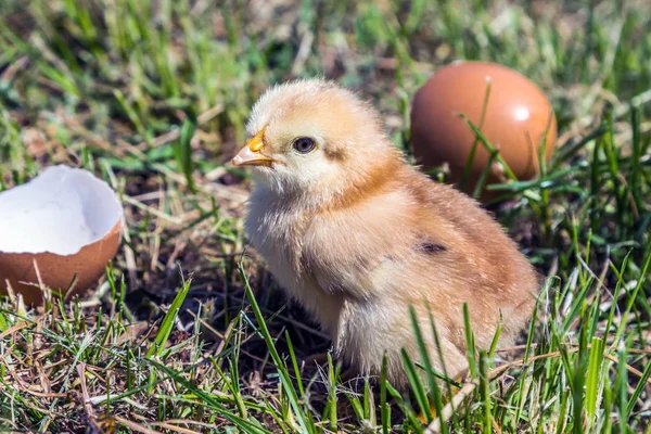 Νέοι κοτόπουλο εκκολάπτονται από το αυγό — Φωτογραφία Αρχείου
