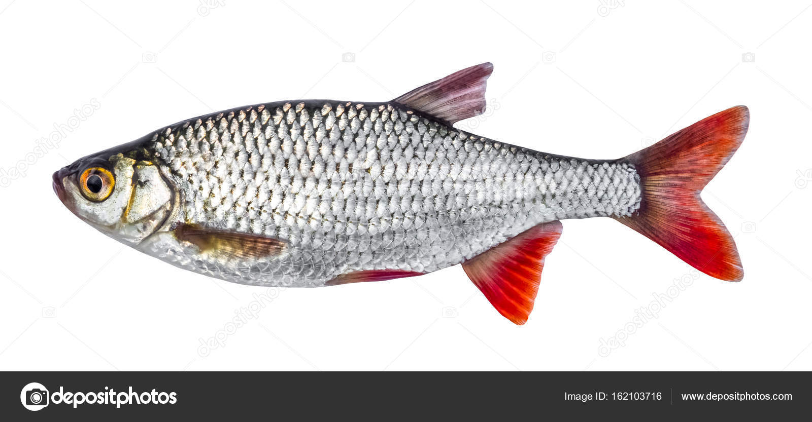 Fish river roach isolated on white background (Scardinius erythrophthalmus)  Stock Photo by © 162103716