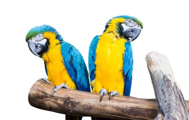 Çift mavi-sarı papağan bir şube oturmak