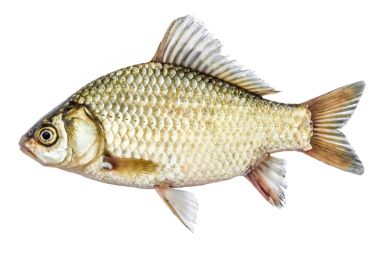 Fish isolated golden crucian with scales clipart
