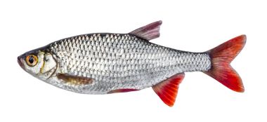 Beyaz zemin üzerine (Scardinius erythrophthalmus izole balık Nehri roach)