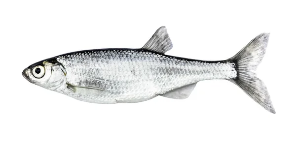 Fisk som isolerad på vit bakgrund dyster (Alburnus). — Stockfoto