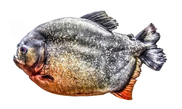 Fisch Piranha isoliert auf weißem Hintergrund — Stockfoto