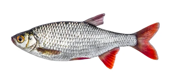 Fisk floden mört isolerad på vit bakgrund (Scardinius erythrophthalmus) — Stockfoto