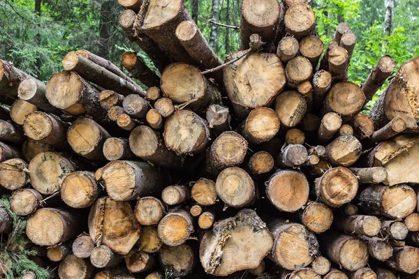 Montón de troncos de árboles en el bosque —  Fotos de Stock