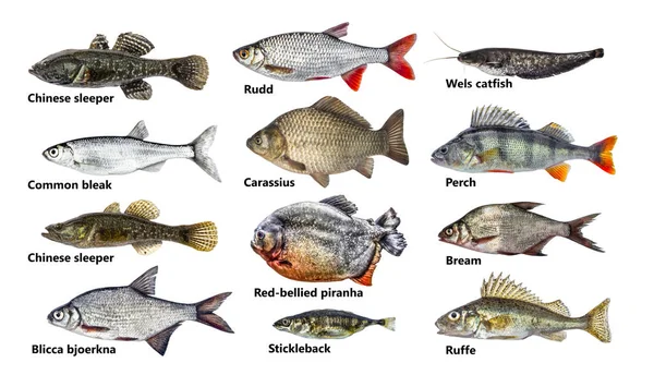 Set of many different fish, isolated, collection — Stock Photo, Image