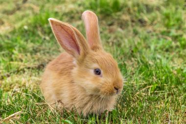 Yeşil çimenlerin üzerinde kırmızı tavşan