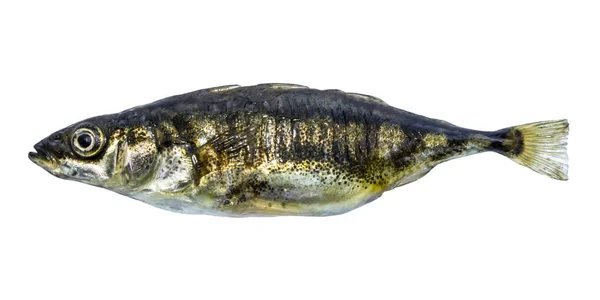 Peşte stickleback izolat — Fotografie, imagine de stoc