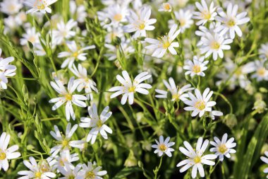 büyük stitchwort, stellaria