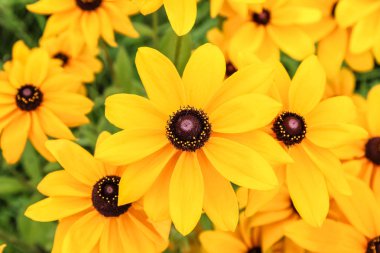 Rudbeckia çiçek (koni çiçeği) sarı, fotoğrafı yakın