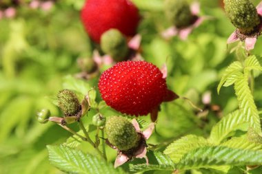 roseleaf bramble ya da Mauritius ahududu veya thimbleberry ya da Cape bramble