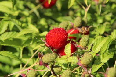 roseleaf ahududu veya Rubus rosifolius (hybrid çilek ve ahududu)