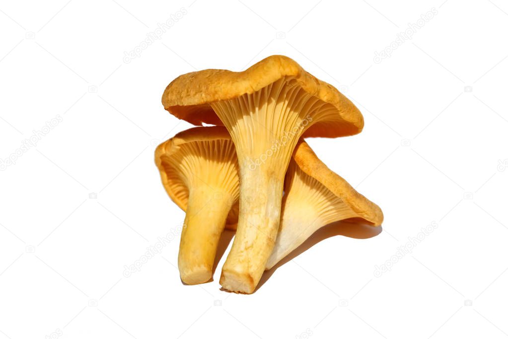 Chanterelle or girolle mushrooms (Cantharellus cibarius), isolated on white background